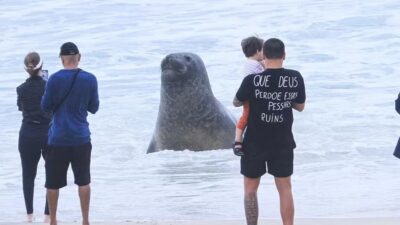 Elefante marino sorprende en playa sudamericana