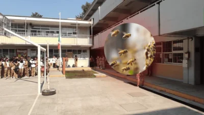Ataque de abejas sorprende a estudiantes en secundaria de Coyoacán