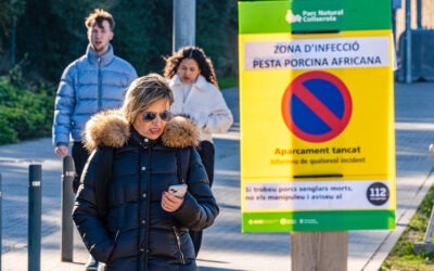 ¿Qué se sabe del retorno de la peste porcina africana a varios países de Europa?