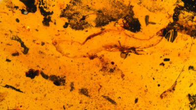 Descubren un gecko de 100 millones de años en ámbar