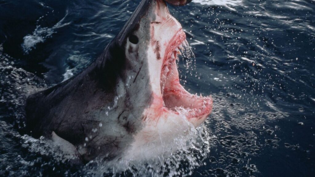 tiburón