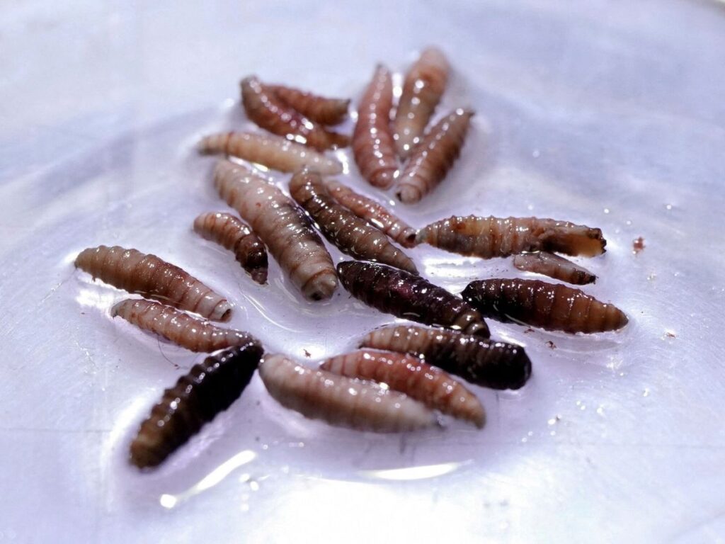 gusano