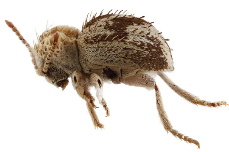 escarabajo