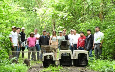 Liberación de 19 ejemplares de fauna silvestre