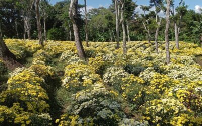 Más de 23 mil docenas de flores se produjeron en Octubre