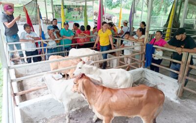 Salud y nutrición en ganado Bovino
