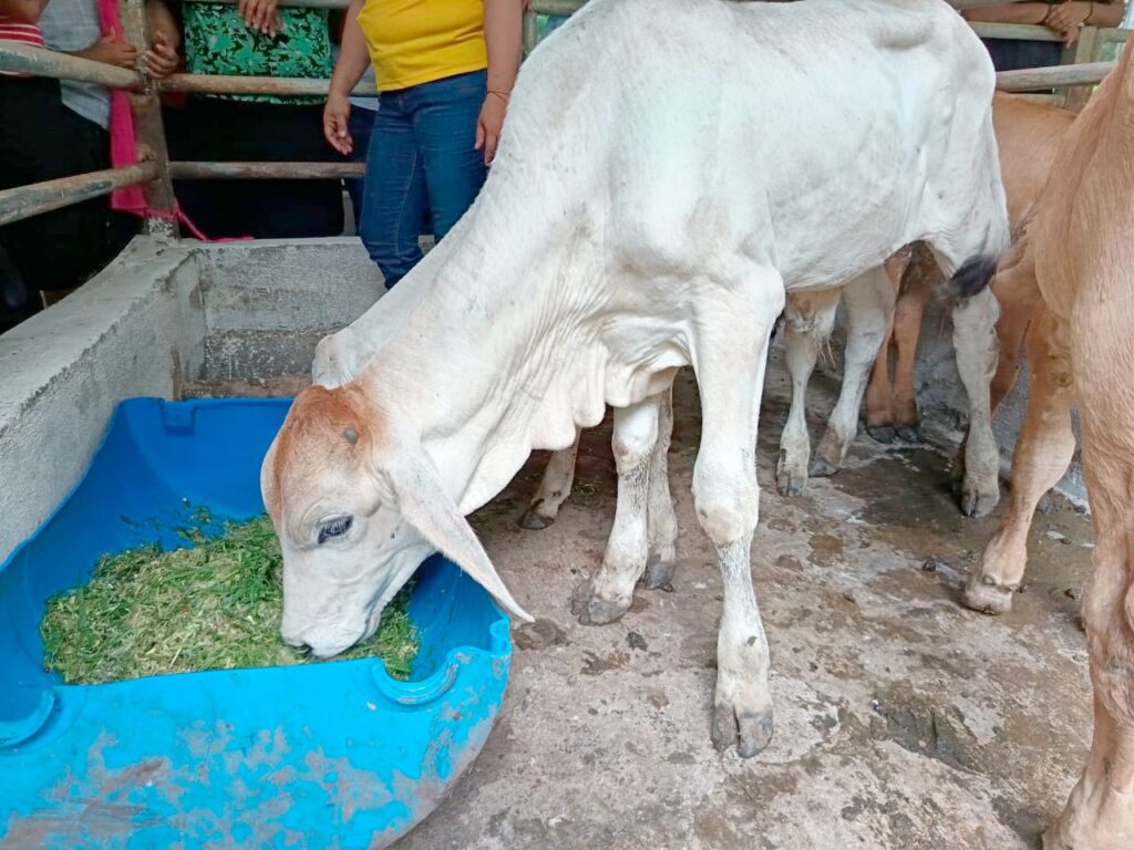 ganado bovino 