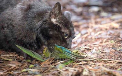 Este país aprueba plan para erradicar los gatos salvajes