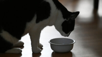 Encuentran sustancia tóxica en casi todos los alimentos para gatos