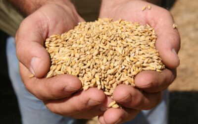 Sudáfrica celebra importación de granos de Zimbabwe