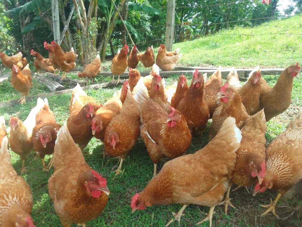 producción huevos 