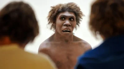 La historia del Homo erectus podría cambiar por un fósil olvidado