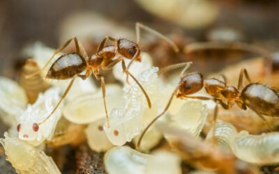 ¿Por qué las hormigas jóvenes emiten señales para ser eliminadas por su propia colonia?