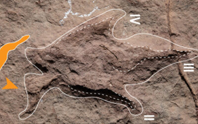 El mayor hallazgo de huellas de dinosaurios en el centro de Bolivia