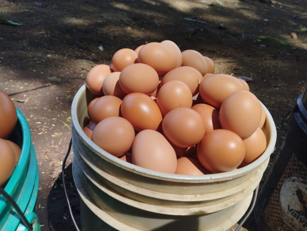 producción huevo