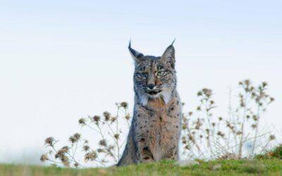 Histórico hallazgo: captan a un lince ibérico con una variación única