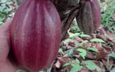 Plantaciones de Cacao en el desarrollo socio-económico de Pequeños y Medianos Productores