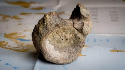 Primeras pruebas de dinosaurios en la Antártida salen a la luz tras décadas