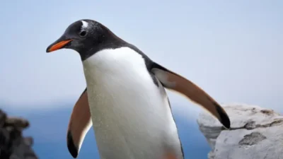Una nueva especie de pingüino es descubierta después de 100 años