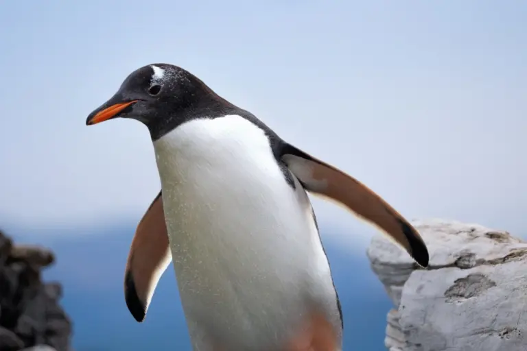 pingüino