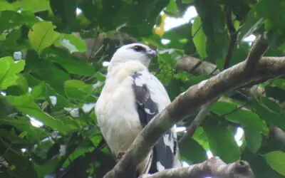 Monitoreo de biodiversidad en el Parque Nacional Cerro Saslaya