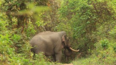 Elefante desata el terror al regresar 14 años después