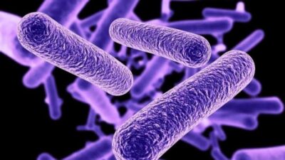 Brote de legionelosis se agrava en Nueva York con 46 casos confirmados