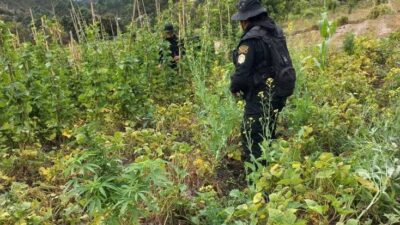 Operativo antidrogas elimina más de 63 mil plantas de marihuana en Guatemala
