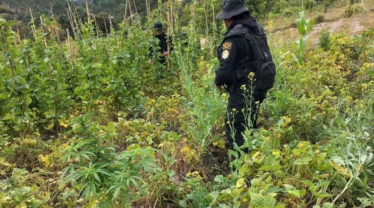 Operativo antidrogas