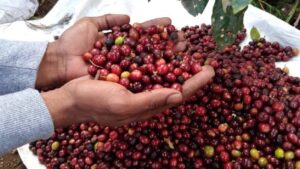 Presentarán este 24 de octubre el Plan de Protección y Seguridad de la Cosecha Cafetalera