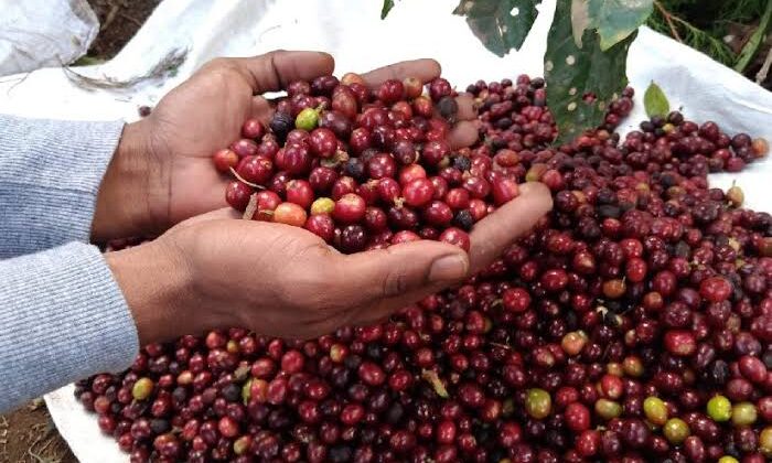 Presentarán este 24 de octubre el Plan de Protección y Seguridad de la Cosecha Cafetalera