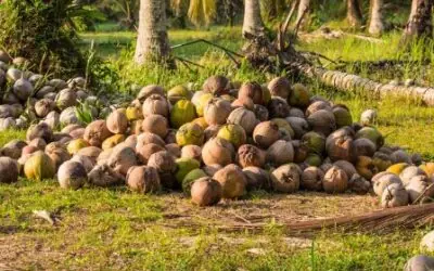 Producción de coco en Nicaragua