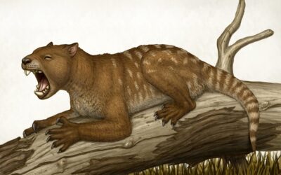 La ciencia aclara el misterio del supuesto koala carnívoro