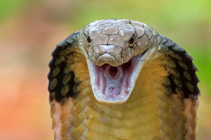 Cobra