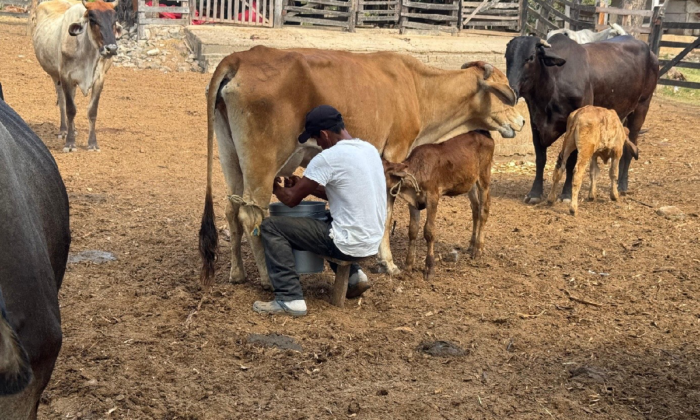 Producción de leche en finca