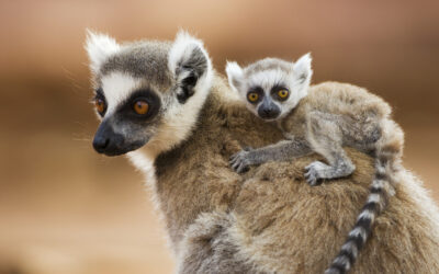 Lémures de Madagascar, al borde de ser comidos hasta la extinción