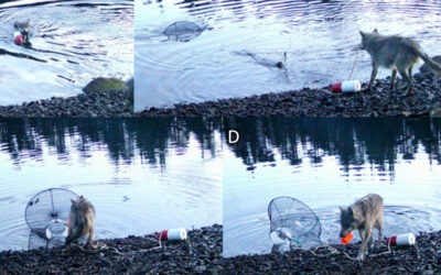 Graban por primera vez en la historia a un lobo salvaje ‘utilizando herramientas’