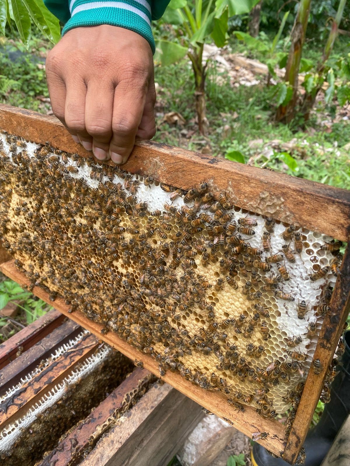 miel de abeja