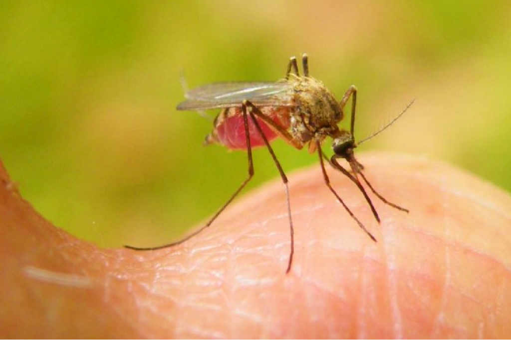 Menos enfermos por Chikungunya y Leptospirosis