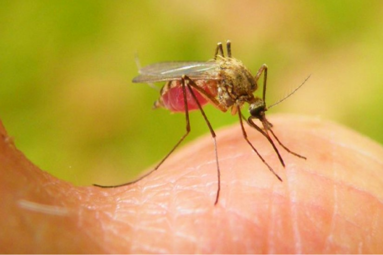 Menos enfermos por Chikungunya y Leptospirosis