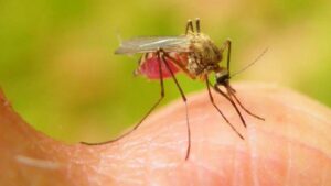 Menos enfermos por malaria e influenza en la última semana