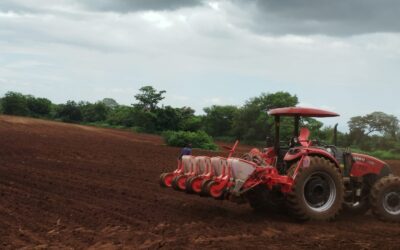 Ministerio Agropecuario da inicio a la siembra de Maní de primera del ciclo productivo 2025/2026.