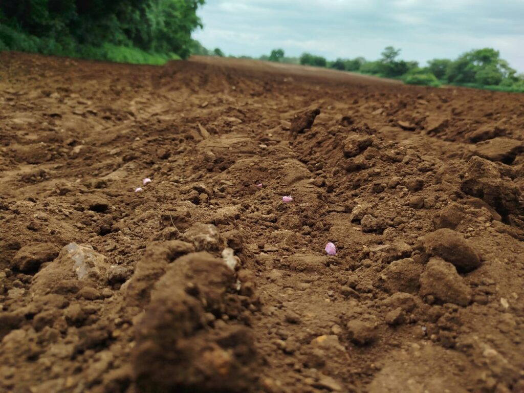 maní