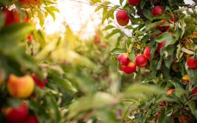 22.000 manzanos caerán ‘víctimas’ de un proyecto ‘ecológico’ en Alemania