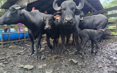 INTA realiza acompañamiento técnico a  productores de Rio San Juan