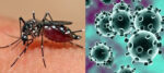 Dengue