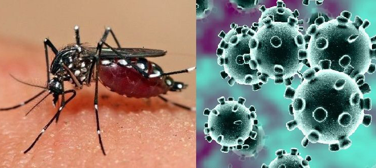 Dengue