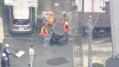 Capturan a un oso que aterrorizaba a residentes en Japón
