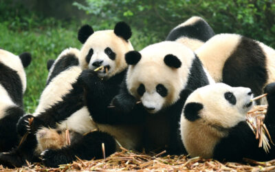 Japón podría quedarse sin pandas debido a tensiones con China