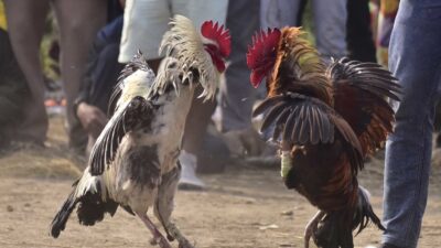 Operación contra peleas de gallos apunta a empresa del cuñado de Cristiano